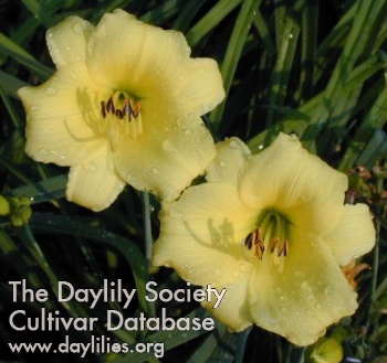 Daylily Three Seasons